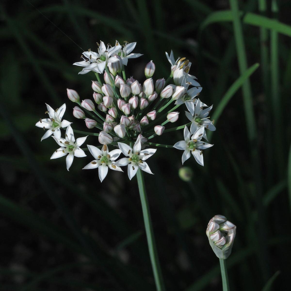 Chinese Chive plant with edible white flowers. Perennial herb for home garden. Grow garlic chives.