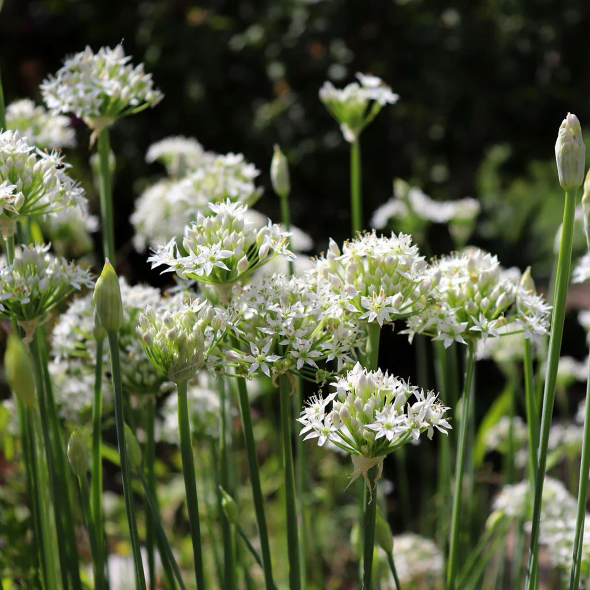 Perennial Chinese Chive Seeds packet. Buy Allium Tuberosum seeds online. Easy to grow herb for cooking.