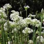 Perennial Chinese Chive Seeds packet. Buy Allium Tuberosum seeds online. Easy to grow herb for cooking.