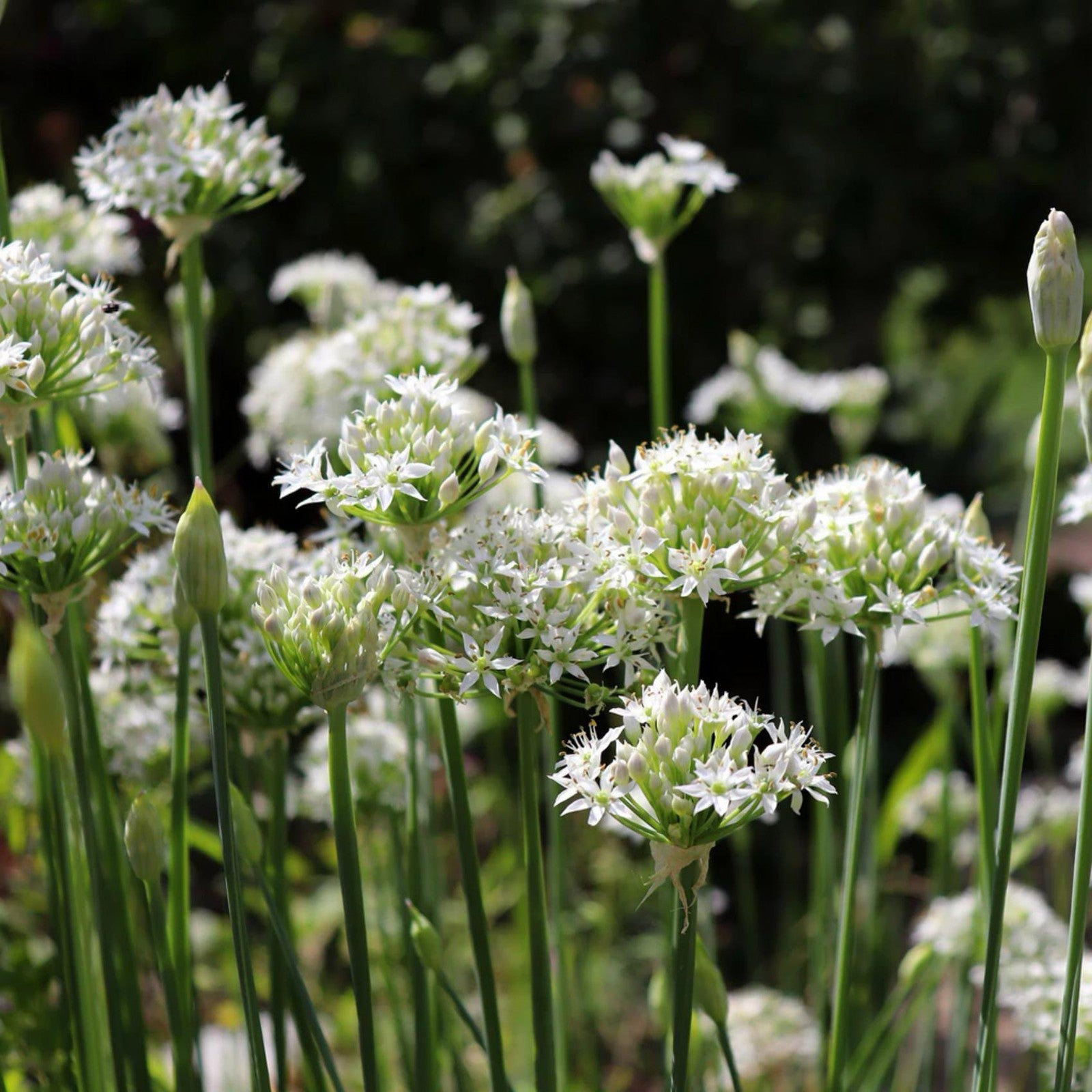 Perennial Chinese Chive Seeds packet. Buy Allium Tuberosum seeds online. Easy to grow herb for cooking.