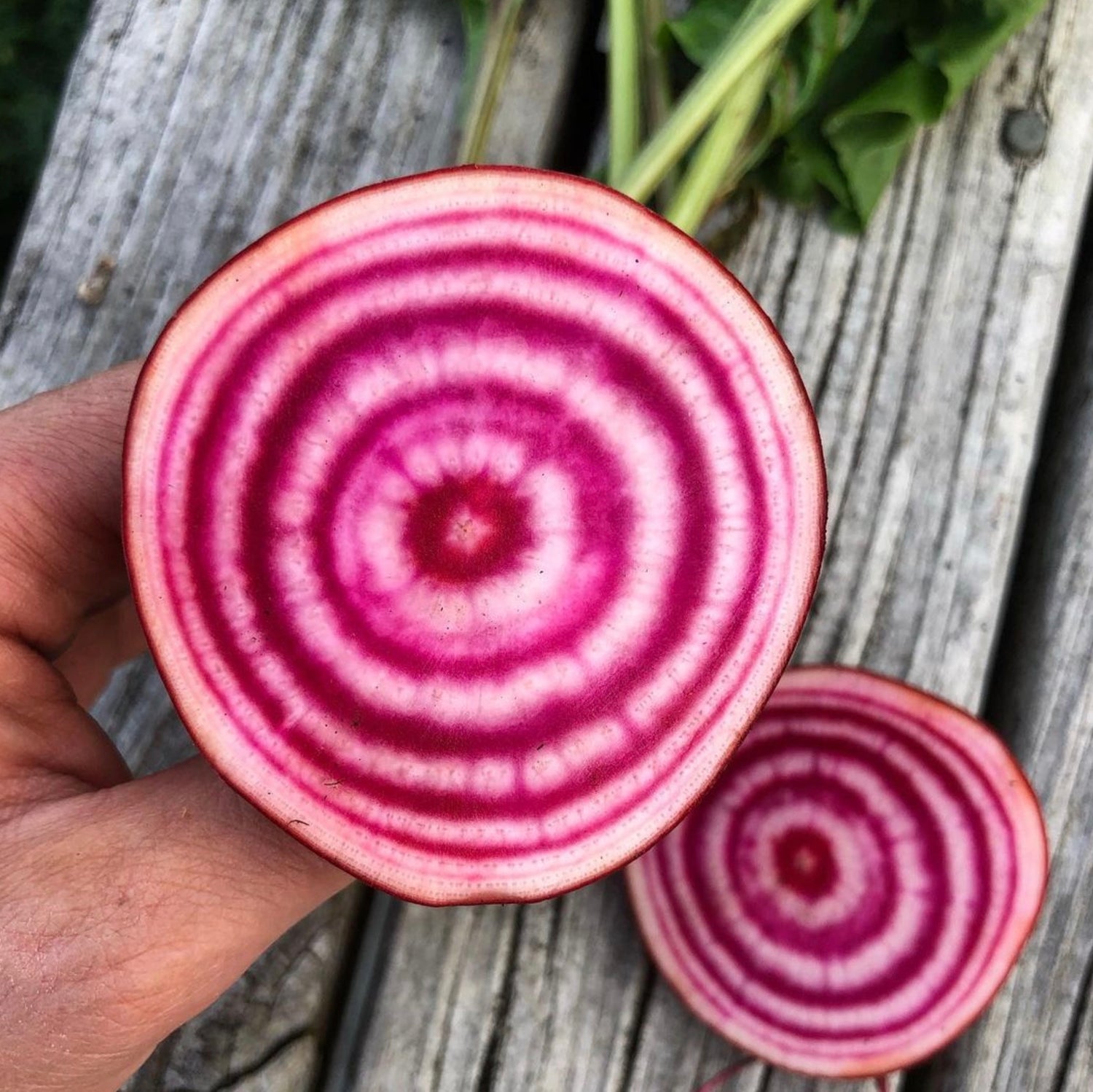 Chioggia Guardsmark Beet Seeds | Candy-Stripe Italian Heirloom Beets – Heirloom, Non-GMO, High Germination Organic Garden Seeds