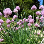 Chive seeds, Allium schoenoprasum perennial herb for planting in herb garden