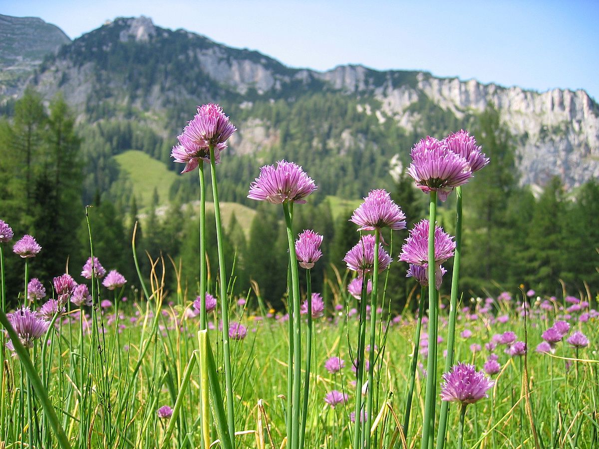 Chive seeds, non-GMO herb with edible purple flowers for culinary garnish