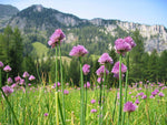 Chive seeds, non-GMO herb with edible purple flowers for culinary garnish