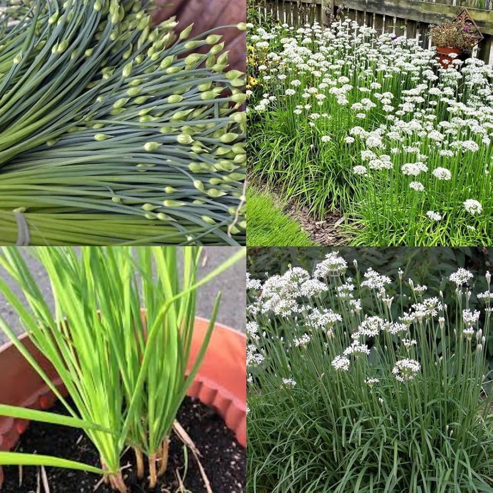 Close-up of small Chive seeds for planting. Seed starting guide for perennial herbs. High germination rate.