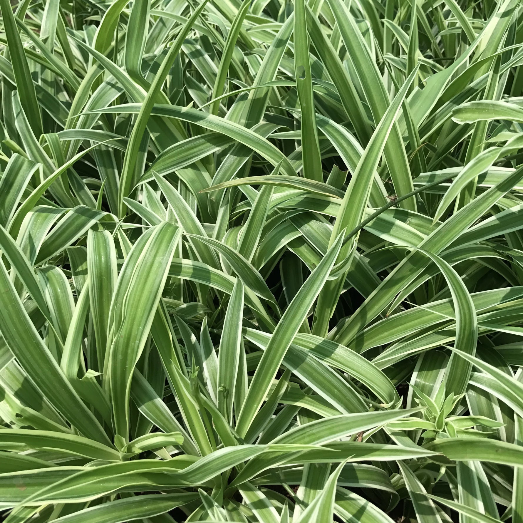 chlorophytum comosum seeds Spider Plant Chlorophytum comosum flower seeds for planting in indoor pots or hanging baskets