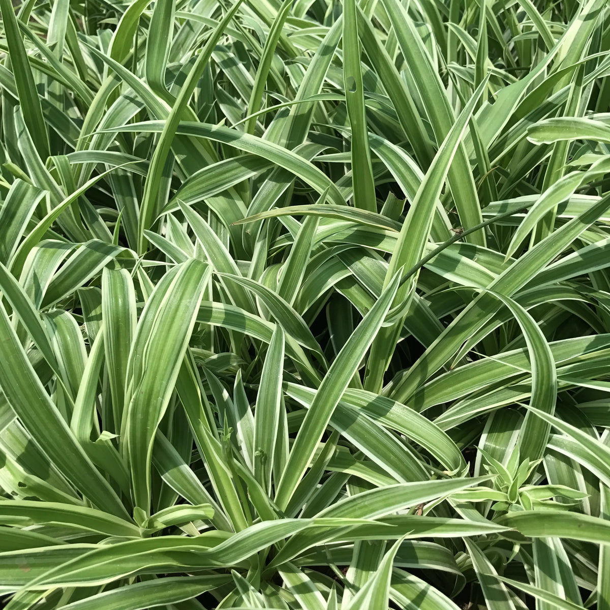 High-quality Chlorophytum comosum Spider Plant flower seeds for planting