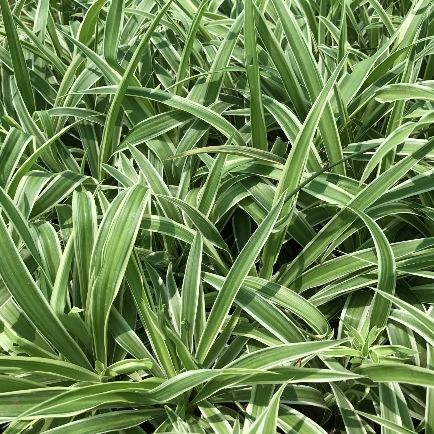 High-quality Chlorophytum comosum Spider Plant flower seeds for planting