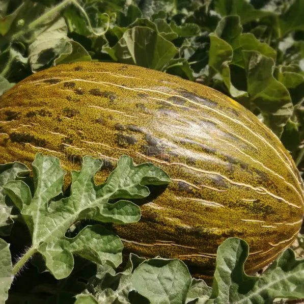 Melon Vines Growing in a Garden, How to Grow Piel de Sapo from Seeds