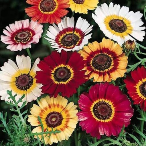 Chrysanthemum Carinatum Open Pollinated heirloom non-gmo organic garden seeds