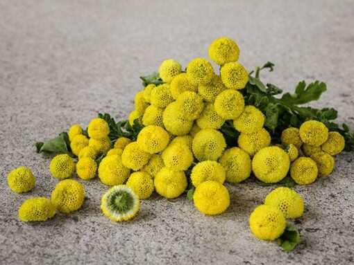 Chrysanthemum Golden Ball Imported Micro Mini heirloom non-gmo garden seeds