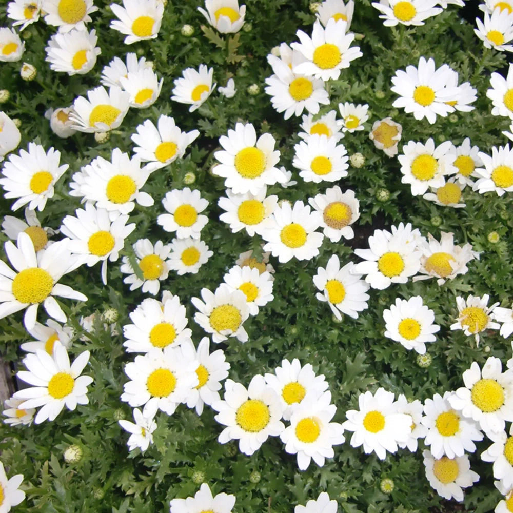 Chrysanthemum paludosum