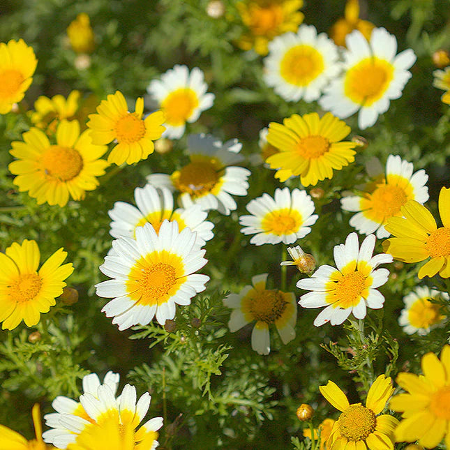 Chrisanam Semi-Cute Polar Star Flowering Seeds For Planting