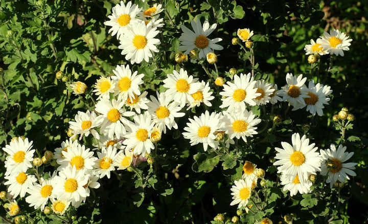 White Paludosum Flower Seeds for Planting 100