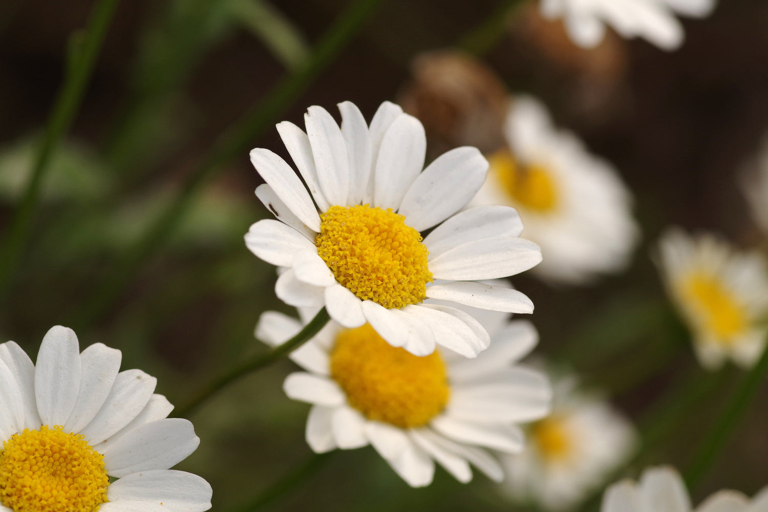 Chrysanthemum paludosum