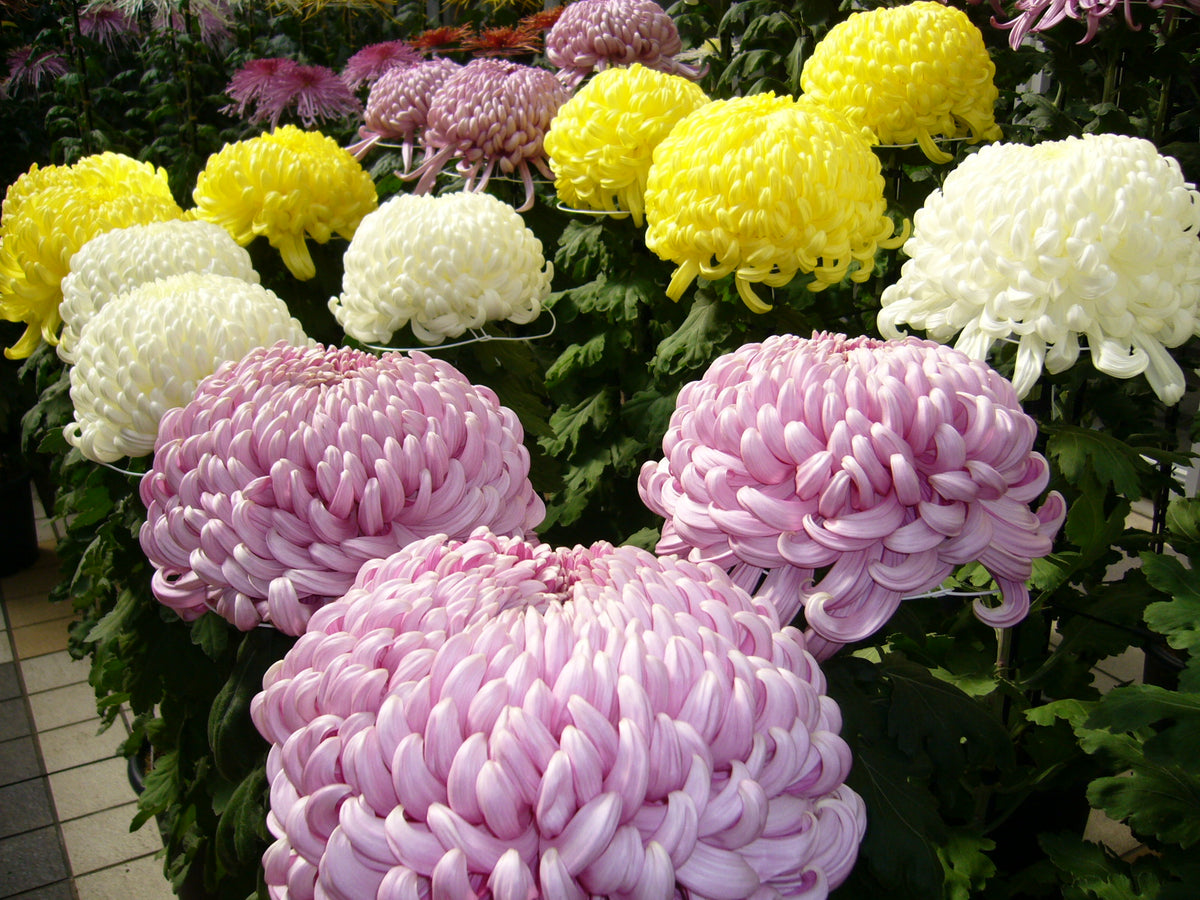 Chrysanthemum Chrysanthemum Morifolium Flower Seeds for Planting