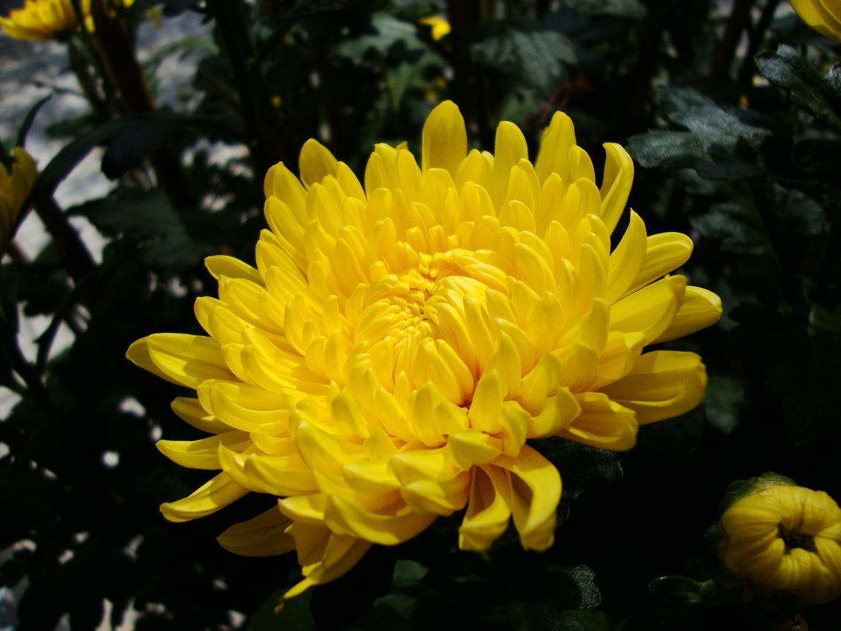 Chrysanthemum Chrysanthemum Morifolium Flower Seeds for Planting