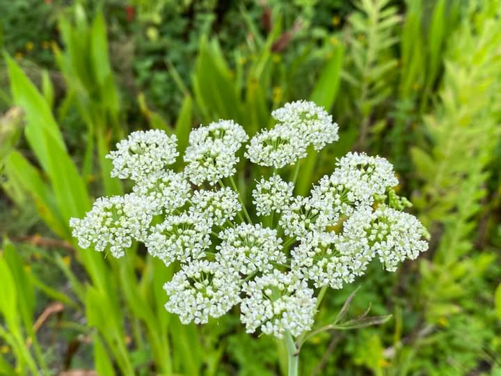 Cicuta Maculata Flower Seeds for Planting – Unique Wetland Wildflower Blooms