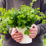 Cilantro seeds planting guide, best practices for growing in mini herb gardens