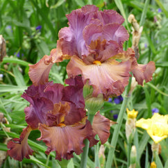 Cinque Terre Tall Bearded Iris