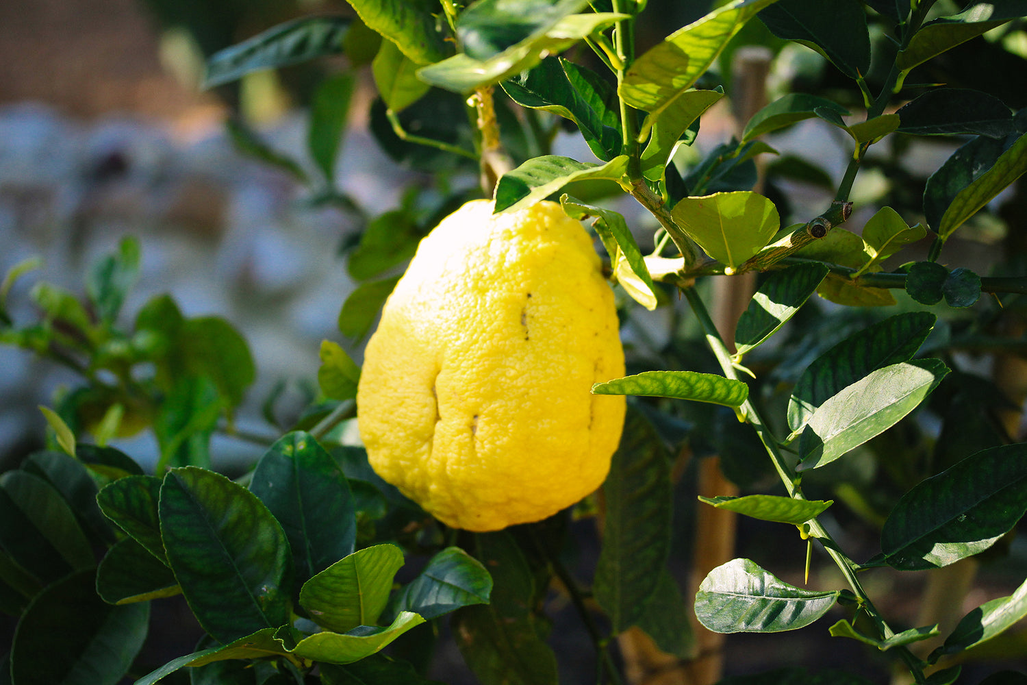 Citron (Citrus medica)