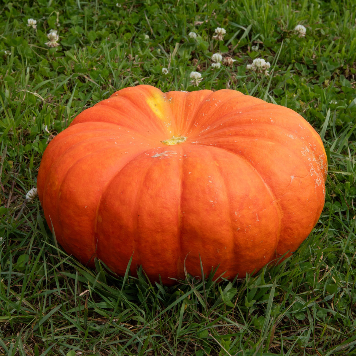 G150 Bright Red French Pumpkin Seeds for Fall Harvests