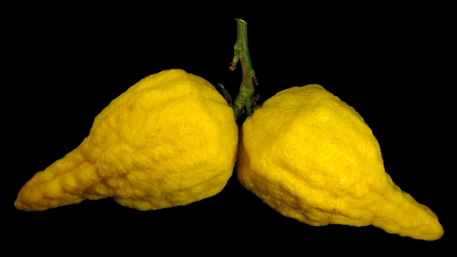 Florentine Citron (Citrus medica)