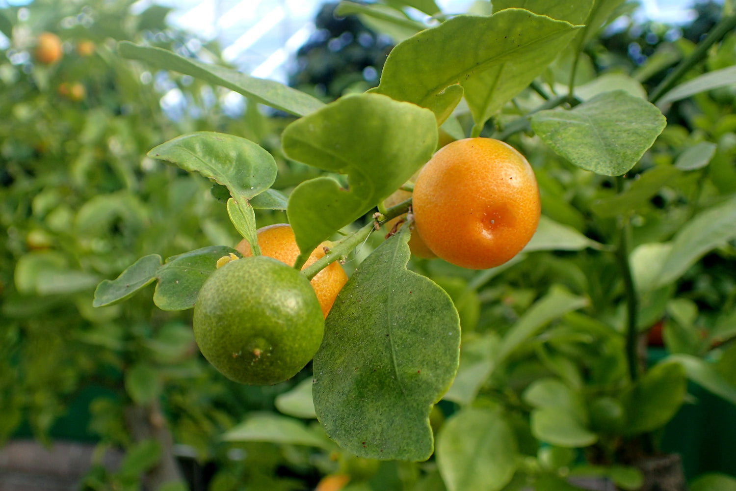 Calamansi Lime Tree Seeds (Citrus microcarpa)