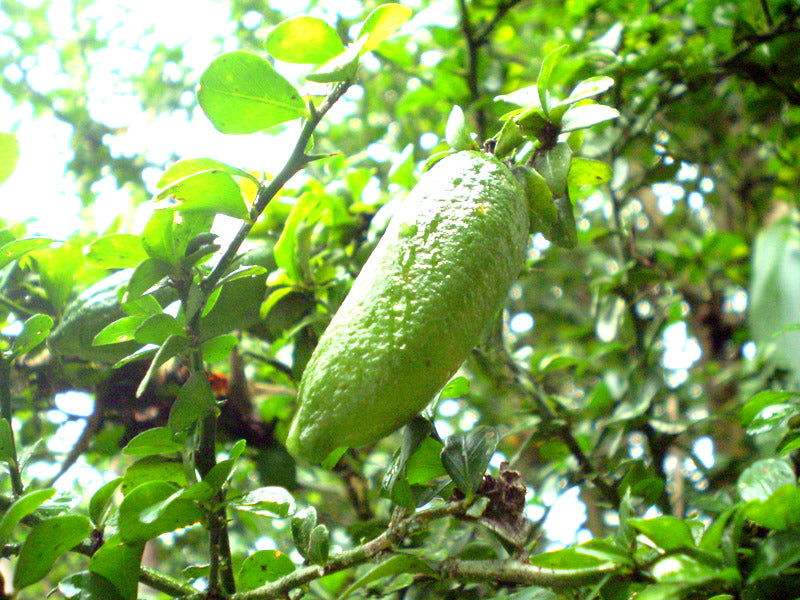 Caviar Lime (Citrus australasica)