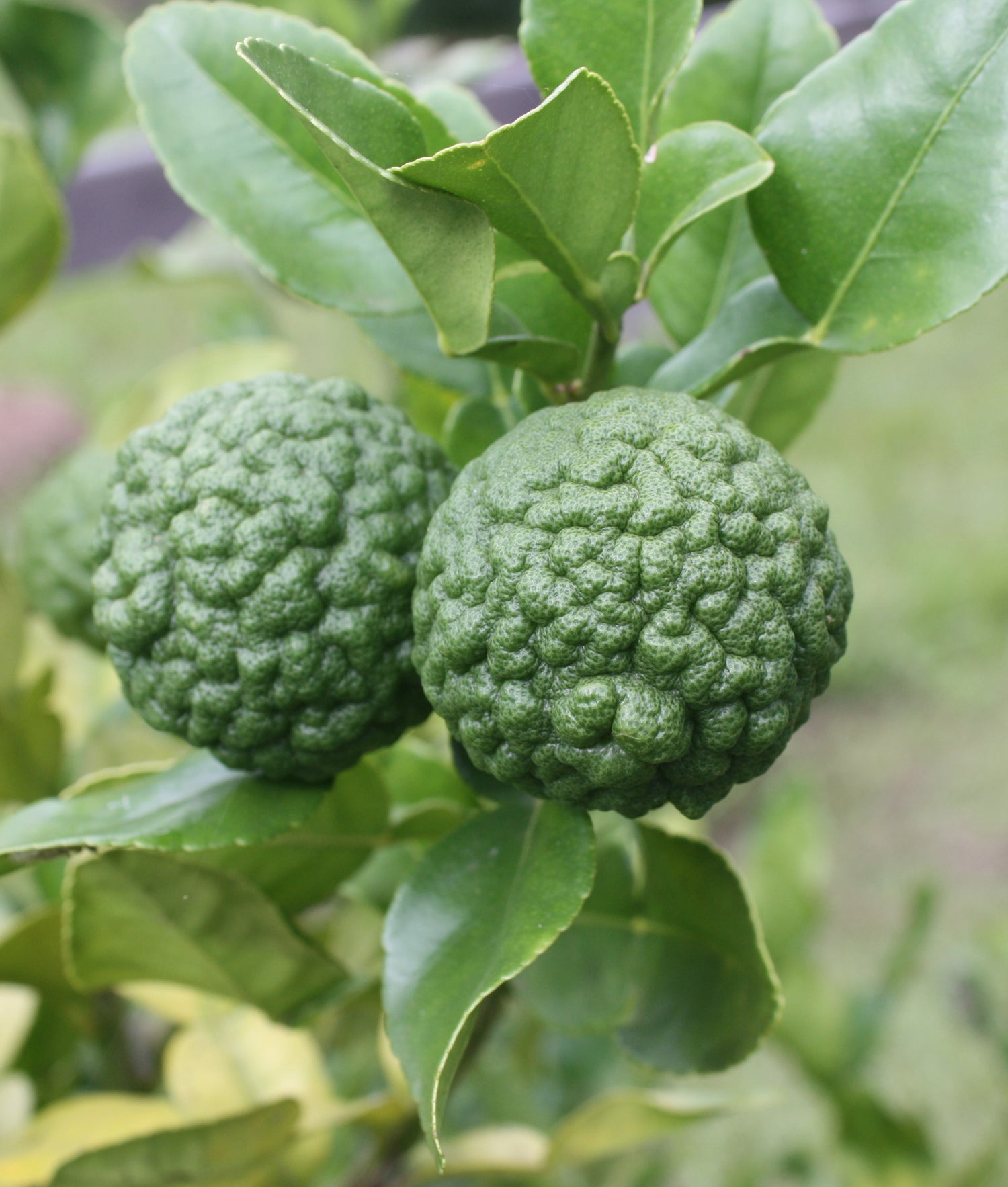 Kaffir Lime (Citrus hystrix)