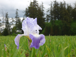 Clarence Tall Bearded Iris