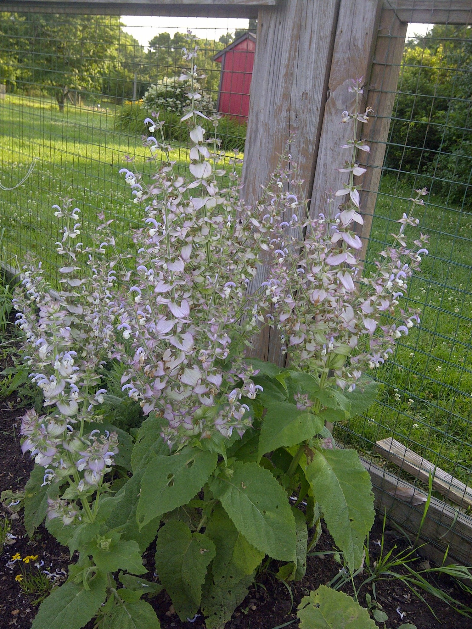 Clary Sage Seeds - Bluish-White