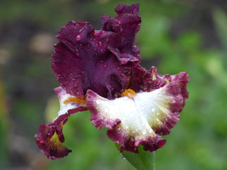 Class Ring Tall Bearded Iris