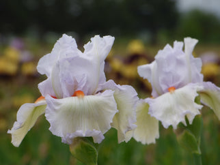 Classic Cool Tall Bearded Iris