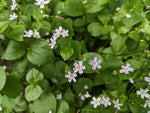 White Claytonia sibirica – Non-GMO Heirloom Flower Seeds for Planting Dhara Seeds