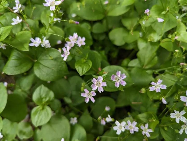White Claytonia sibirica – Non-GMO Heirloom Flower Seeds for Planting Dhara Seeds