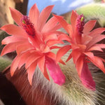Cleistocactus Colademononis Flower Planting Seeds for Garden NON GMO Seeds for planting in home garden