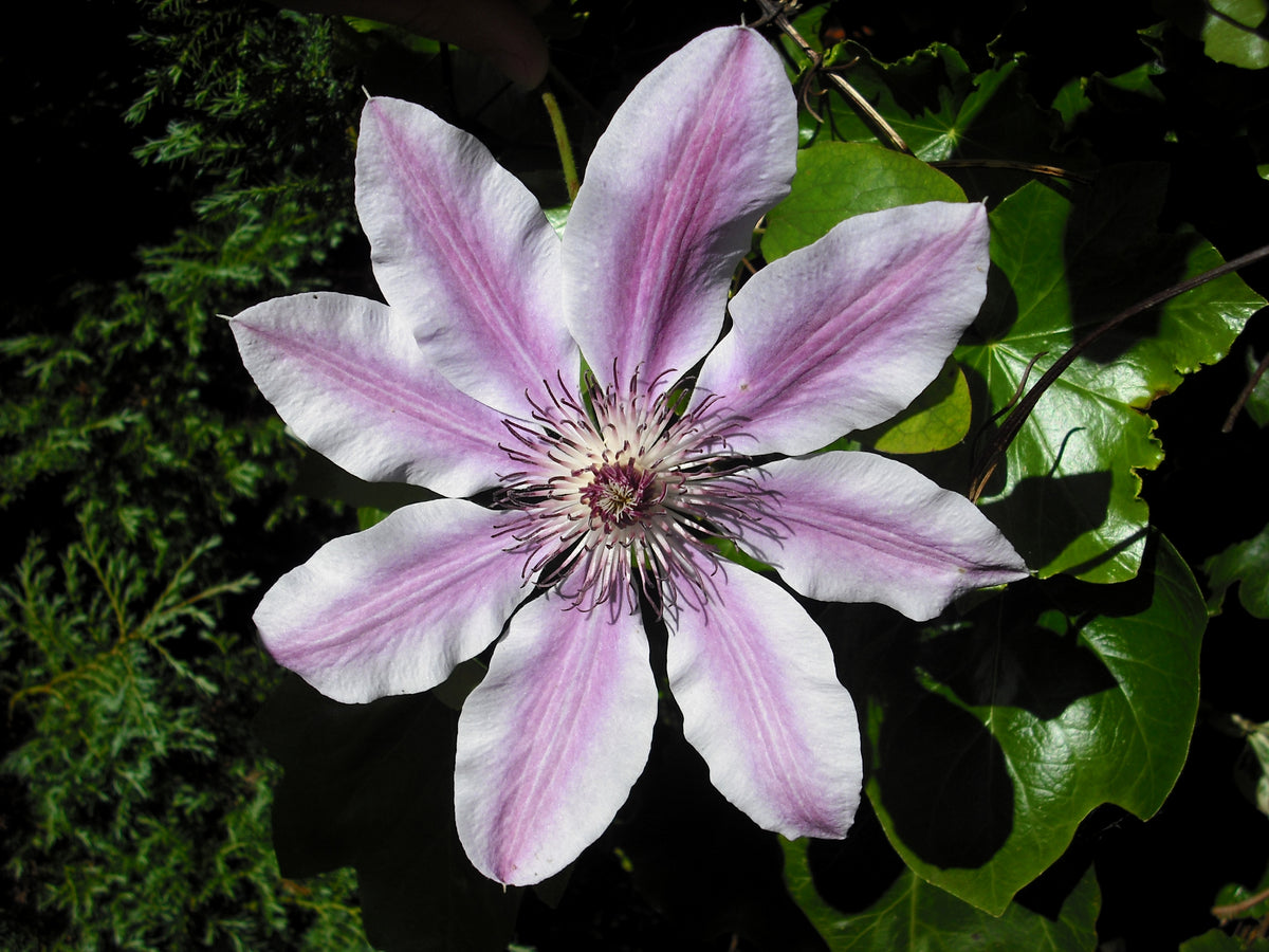 Clematis Clematis Hybrida Flower Seeds for Planting, Perfect for Vertical Gardens and Trellises in Outdoor Spaces