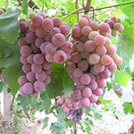 Grape seed cold stratification setup, guide for planting grape seeds