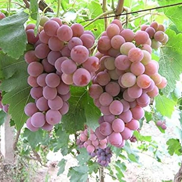 Grape seed cold stratification setup, guide for planting grape seeds