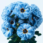Sky Blue Green Geranium Flower Seeds-Heirloom & Non-GMO Seeds for planting Dhara Seeds