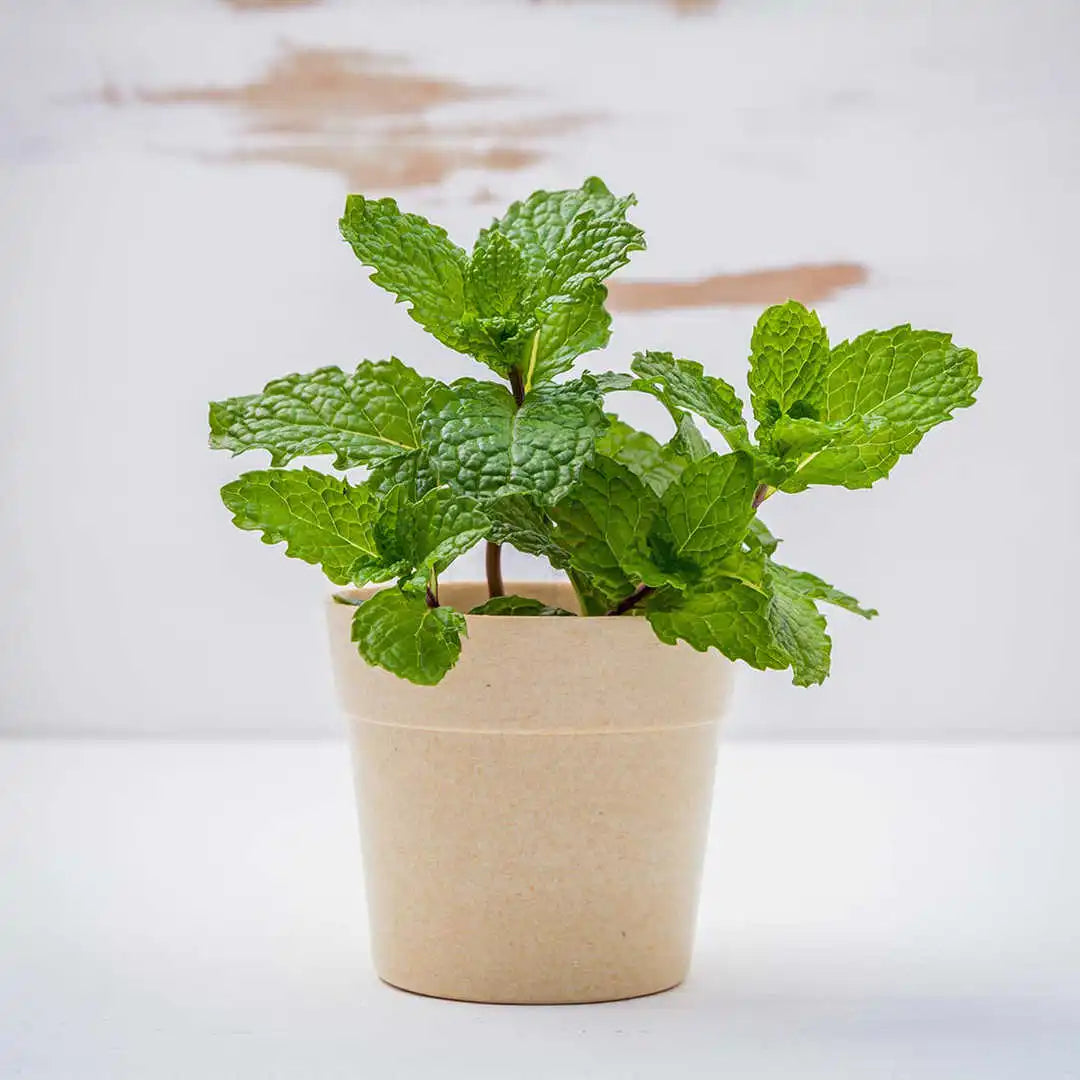 Fragrant leaves_of_Mint_harvest_culinary herb_planting