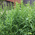 Culinary use_fresh herb_Tarragon_leaves_harvest