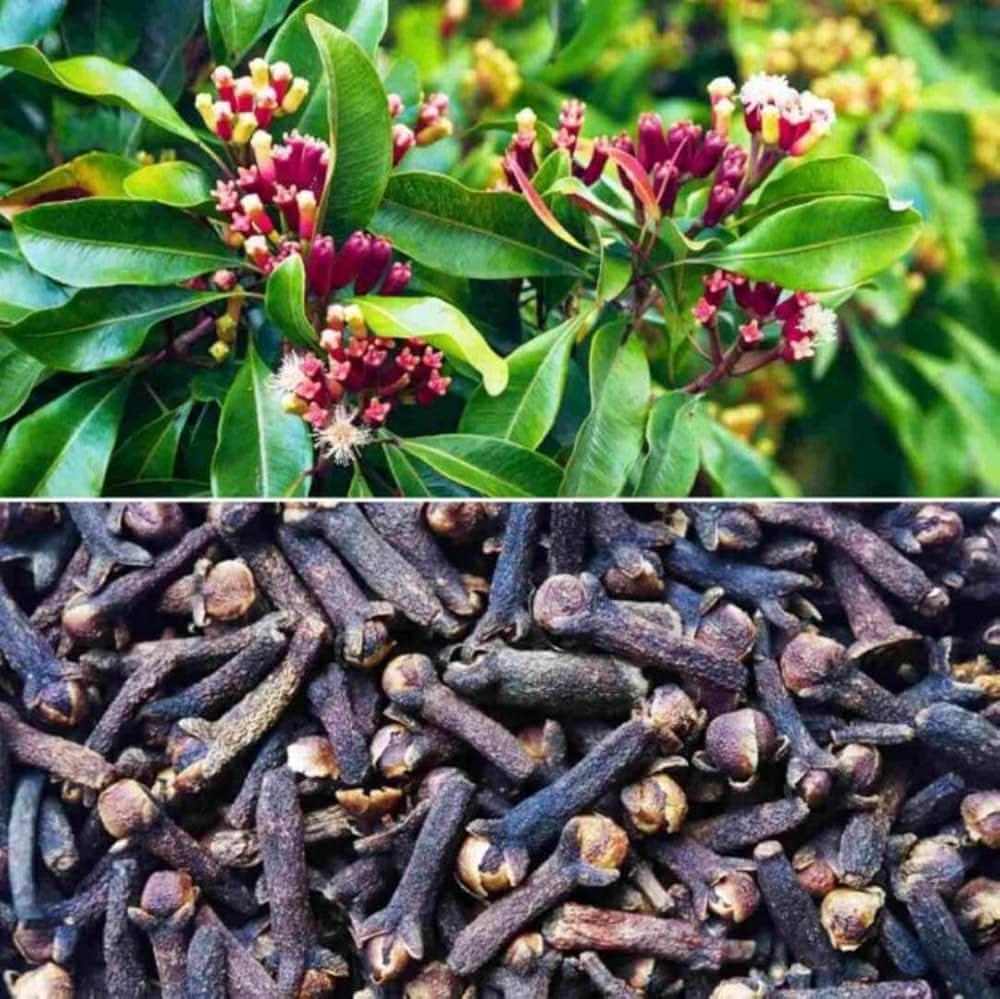 Proper soil and watering tips for Clove Syzygium aromaticum herb seeds to thrive.
