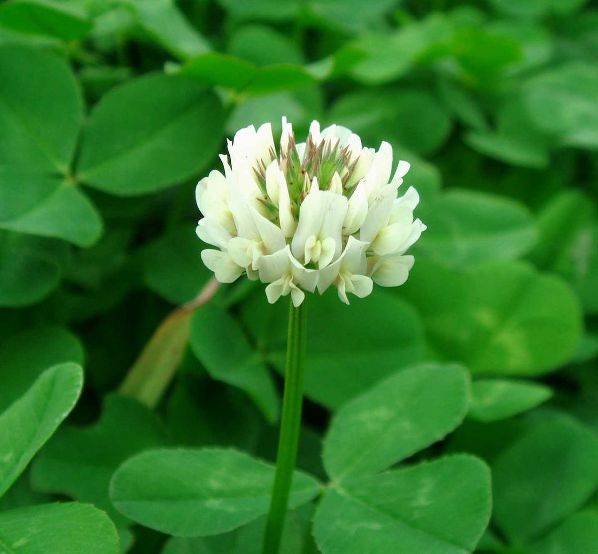 Close-up of Clover flowers attracting pollinators in an eco-friendly garden