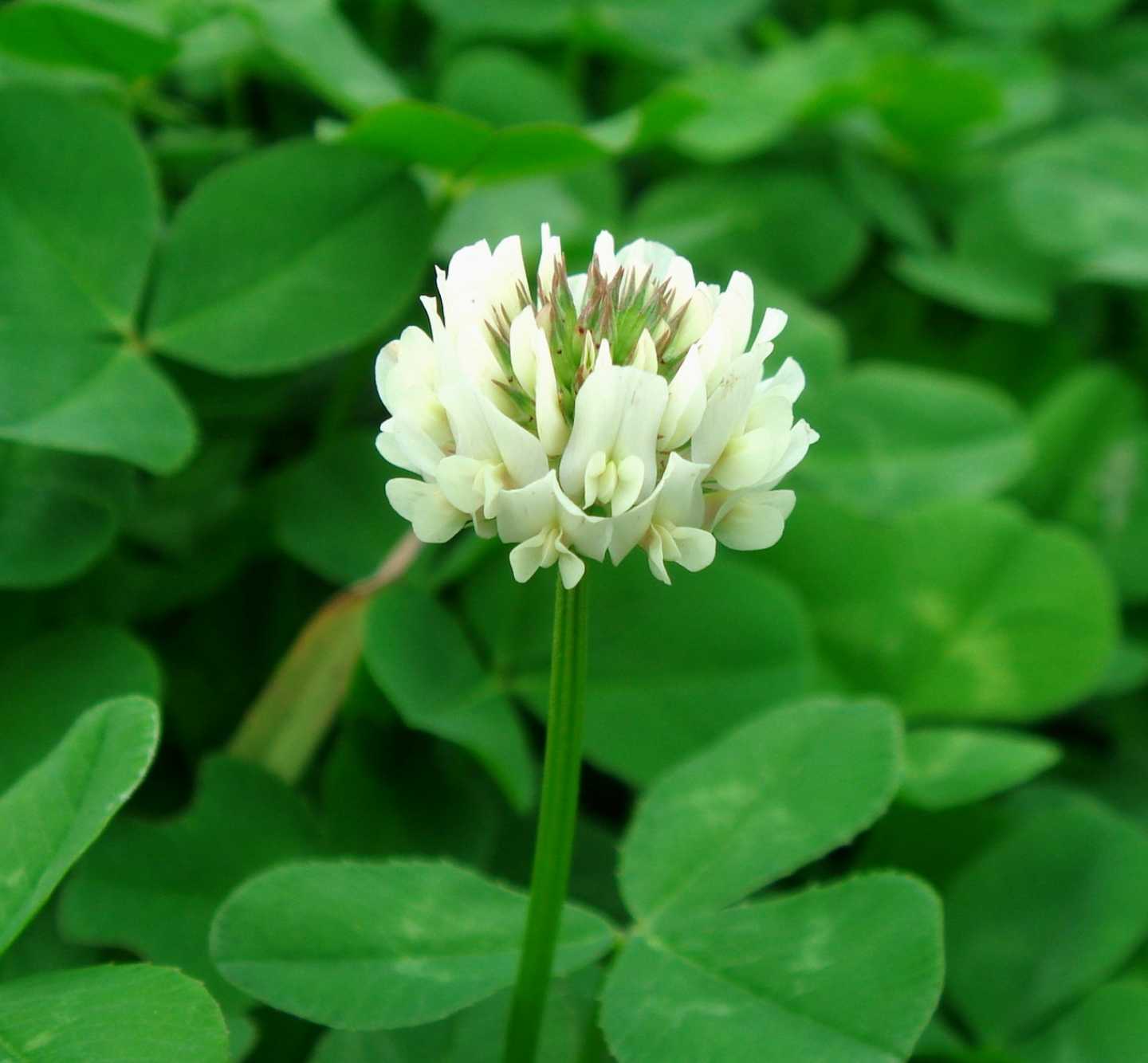 Close-up of Clover flowers attracting pollinators in an eco-friendly garden