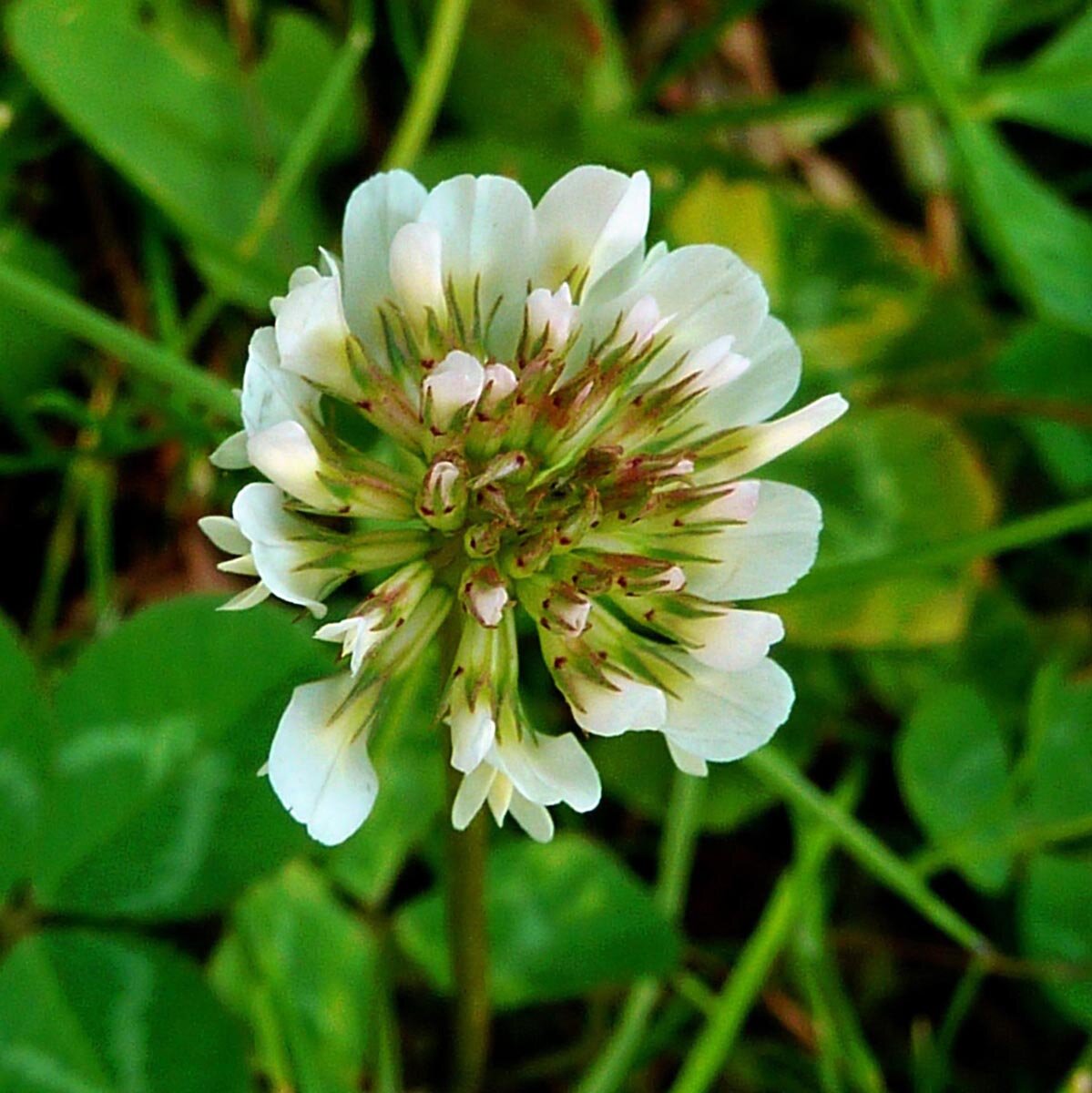 Clover Trifolium Repens growing as a dense, low-maintenance ground cover
