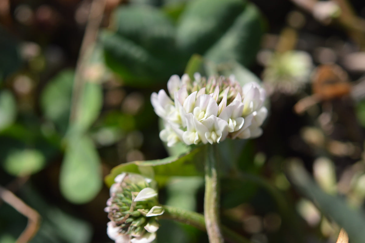 Clover patch in a backyard garden as a natural lawn alternative