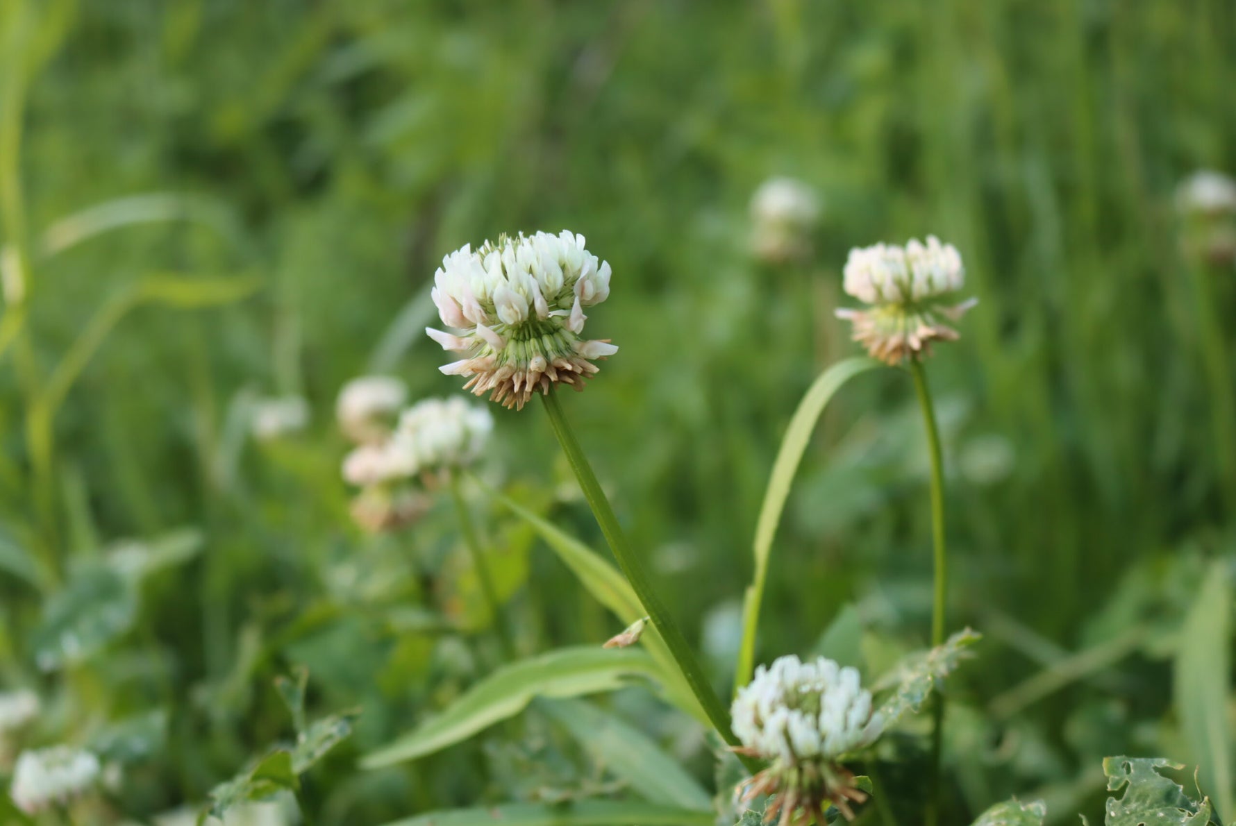Germination of Clover Trifolium Repens seeds
