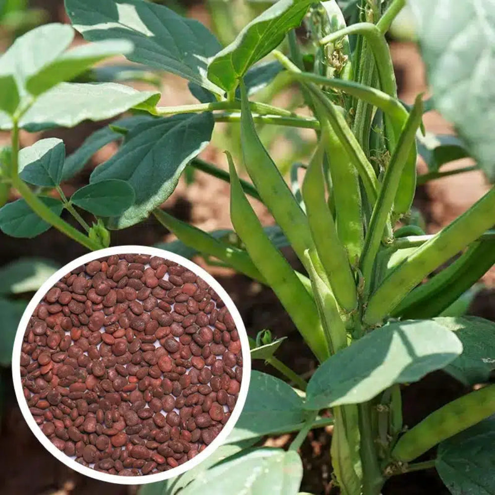 Bean Seed Mix – Heirloom Garden Legume Variety – Dharaseeds